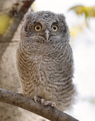Eastern screech owl baby perched on a tree branch with green background, Quebec, Canada