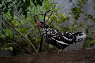 Gallina pequeña 