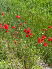 Red poppies in the meadow. Flowers in the meadow Natural nature and plants