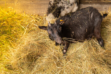 Animals goats eating in the farm. Domestic farm chews. Agriculture and ecology. Goat farm dairy . Full udder with milk, food for little kids, livestock raising on the farm, farming, walking pets on