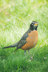 Beautiful Cute American Robin in Spring