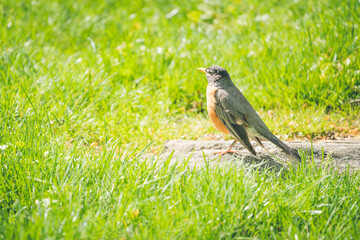 Beautiful Cute American Robin in Spring