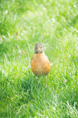 Beautiful Cute American Robin in Spring