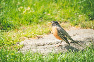 Beautiful Cute American Robin in Spring