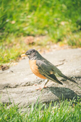 Beautiful Cute American Robin in Spring