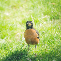 Beautiful Cute American Robin in Spring