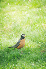 Beautiful Cute American Robin in Spring