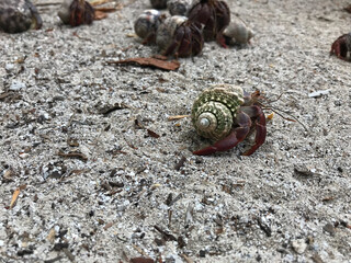 Caracol Mexicano colorido 