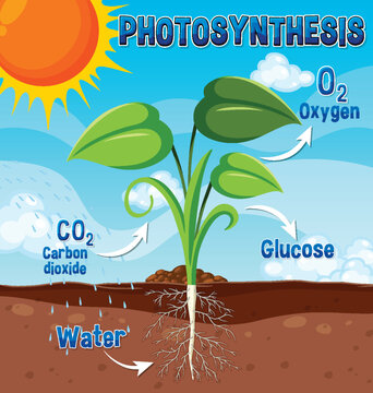 Diagram of Photosynthesis for biology and life science education