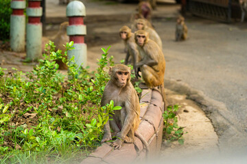 Fototapeta na wymiar El Templo de Galta, o Templo de los monos de Jaipur ( India, Asia)