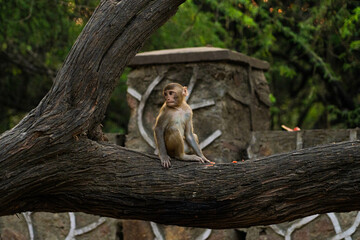 Bebe mono en la India