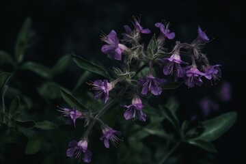 Fototapeta na wymiar A purple flowering plant known for its aromatic scent and medicinal properties. Generative AI