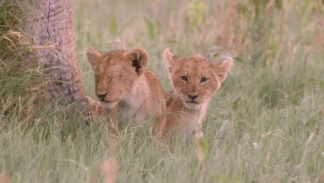 Medium shot of lion cubs sheltering under a tree during heavy rain, Botswana.