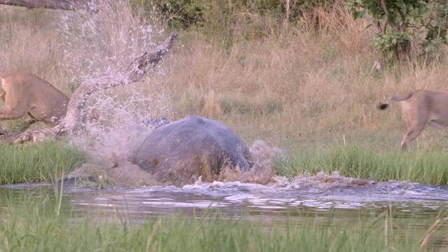 Incredible interaction of an aggressive hippo storming out of the water to attack lions drinking water on the rivers edge, Botswana.