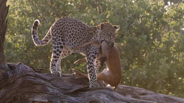 Amazing action of a young female leopard dragging a still alive impala fawn along a fallen dead tree stump, Botswana.