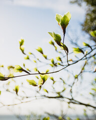 Leaves sprouting at spring time on a tree