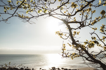 Leaves sprouting at spring time on a tree