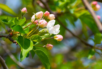A branch of a wild apple tree with blossoming buds on a spring day