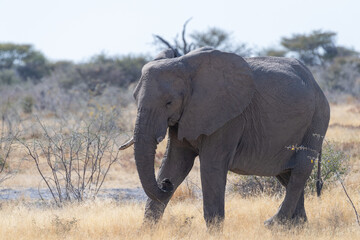 Telephoto shot of one giant African Elephant -Loxodonta Africana- grazing on the plains of Etosha National Park, Namibia.