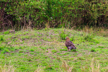 Tawny eagle (Aquila rapax) walking on meadow in Serengeti national park, Tanzania