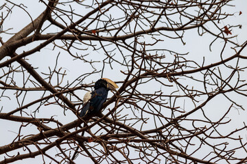 Silvery-cheeked hornbill (Bycanistes brevis) in Lake Manyara National Park, Tanzania
