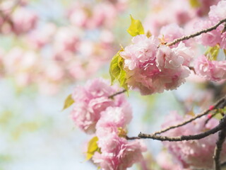 春の日差しを浴びてふんわりと咲く八重桜