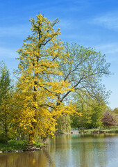 Fototapeta premium Quercus robur, the pedunculate oak growing on the bank of the pond in Prague Stromovka, Royal Game Reserve.