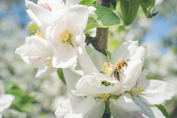 Beautiful Apple Tree Flower and Busy Bees in Spring