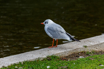 Seagull near to the water