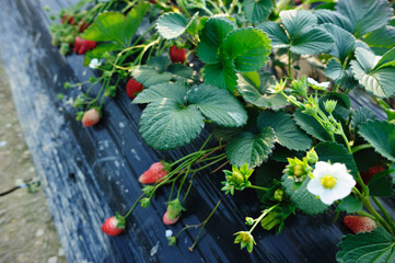 Obraz na płótnie Canvas Strawberry fruits in growth in garden