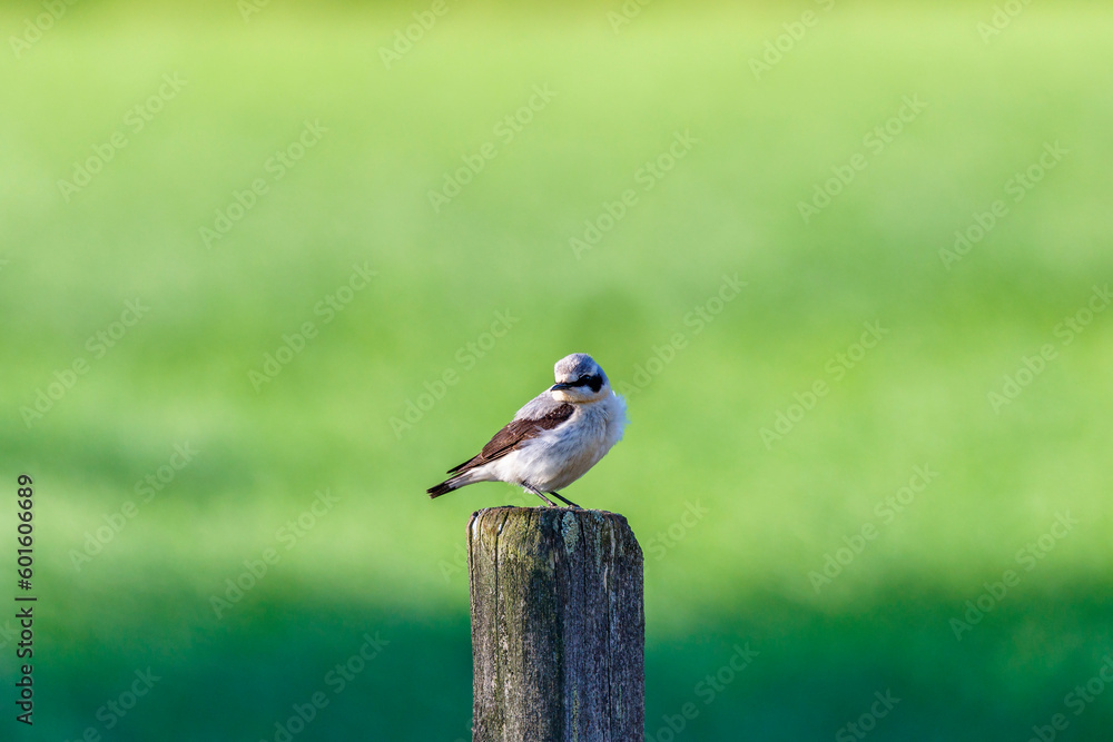 Wall mural Wheatear bird sitting on a wooden post and looking