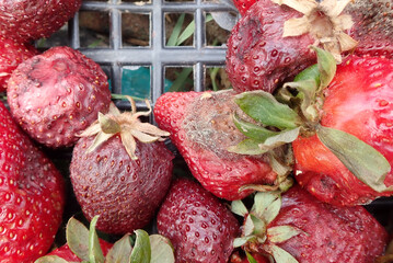 Strawberry fruit with white spot fungus. Gardening, horticulture and organic agriculture concept,...