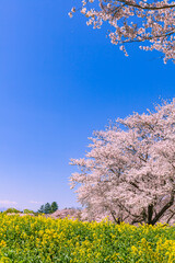 桜と菜の花 日本春風景