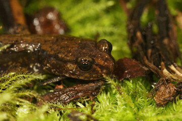 Closeup on the head of a juvenile green colored Dunn's salamander, Pletohdon dunni, hiding in moss