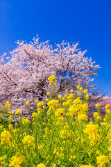 桜と菜の花　日本春風景