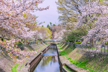 川沿いの桜並木　東京