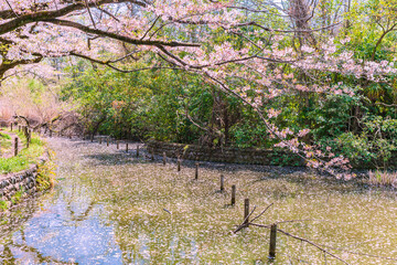 公園の池に咲く桜　東京