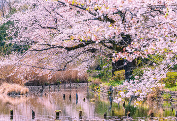 公園の池に咲く桜　東京