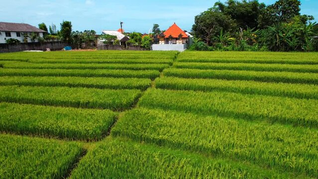 Aerial view of rice terraces in Canggu, Bali, Indonesia