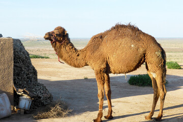 Camel eats dry grass in the desert