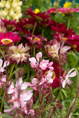 pink flowers in sanlitun