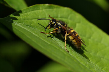 A Common Wasp Queen, Vespula vulgaris, resting on a leaf in springtime.