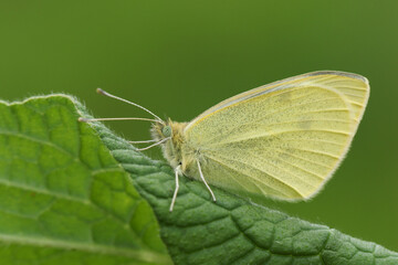 A Small White Butterfly, Pieris rapae, resting on a Comfrey plant leaf in springtime.