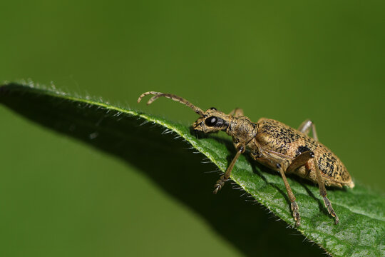 A Black-spotted Longhorn Beetle, Rhagium mordax, resting on a comfrey leaf in springtime.