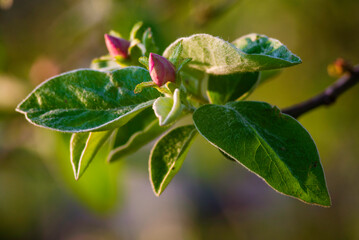 Close up Quince bloom  tree twig with young leaves and buds Half-open beautiful Pink flower  spring sunset  garden Chaenomeles speciosa sunset yellow light background