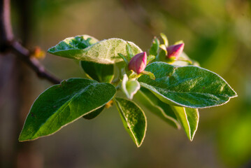 Fototapeta premium Close up Quince bloom tree twig with young leaves and buds Half-open beautiful Pink flower spring sunset garden Chaenomeles speciosa sunset yellow light background