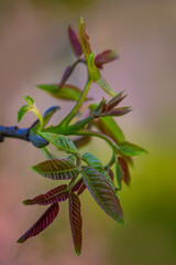  bloom in spring fresh young walnut leaves Green inflorescence flower  pollen twig  catkins close up nature outdoors male Blossom nature  background nut sunset.