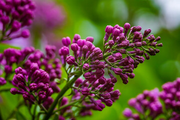 Obraz premium Syringa vulgaris, the lilac or common lilac Blooming purple flowers green background, close up branch Bouquet garden beautiful wallpaper delicate PARFUMS Selective focus cluster smell copy space.