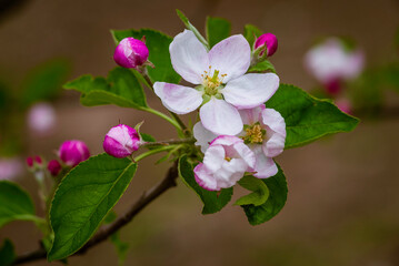 Flying honey bee collecting bee pollen nectar apple blossom. pollinates Pink white flowers buds nature Fresh green background Beautiful springtime garden Close up macro sunset copy space sunny day.