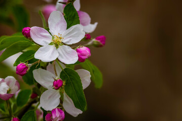 Obraz premium Flying honey bee collecting bee pollen nectar apple blossom. pollinates Pink white flowers buds nature Fresh green background Beautiful springtime garden Close up macro sunset copy space sunny day.